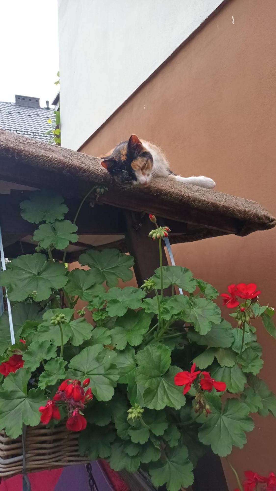 Gospodarstwo Agroturystyczne U Ani Krosnica  Exterior foto