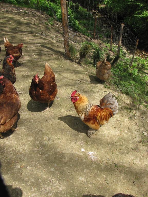 Gospodarstwo Agroturystyczne U Ani Krosnica  Exterior foto
