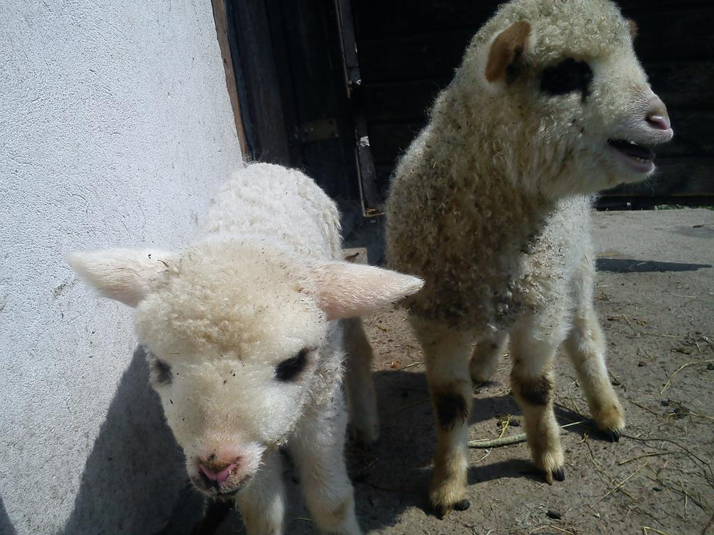 Gospodarstwo Agroturystyczne U Ani Krosnica  Exterior foto